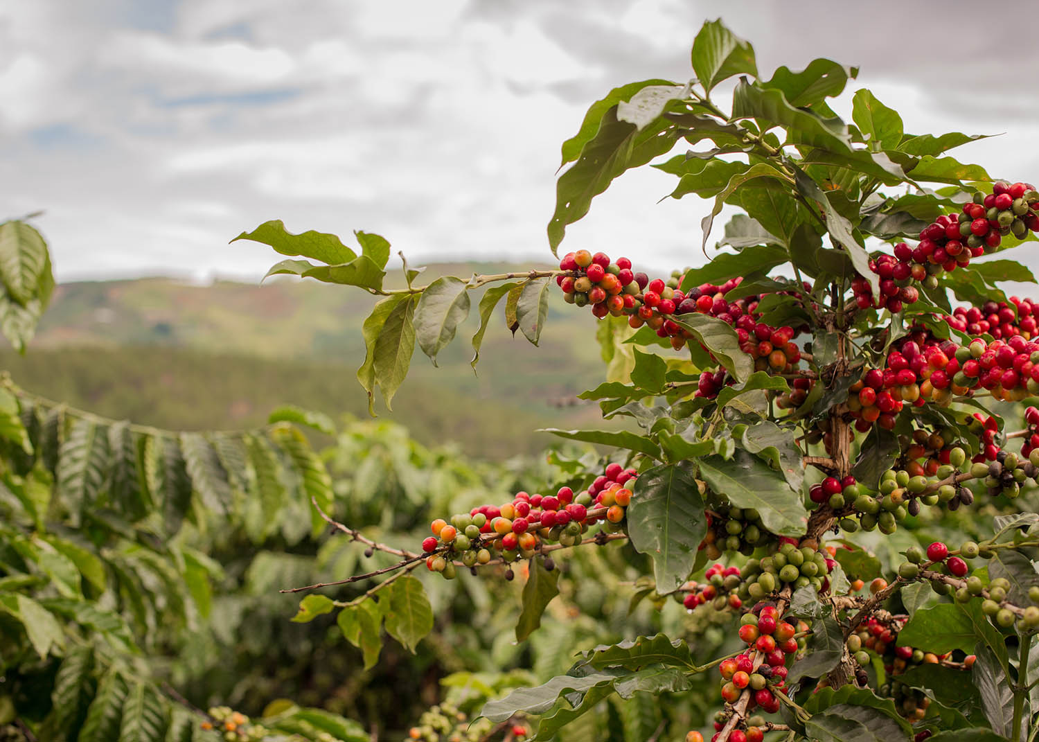 Kavos plantacija 