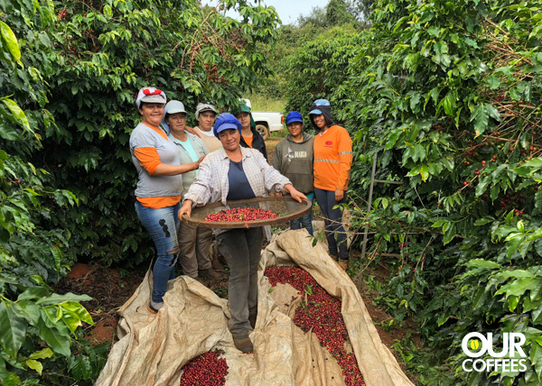 Coffee picking 