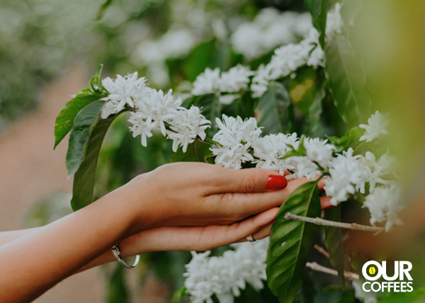 Coffee tree blossom 